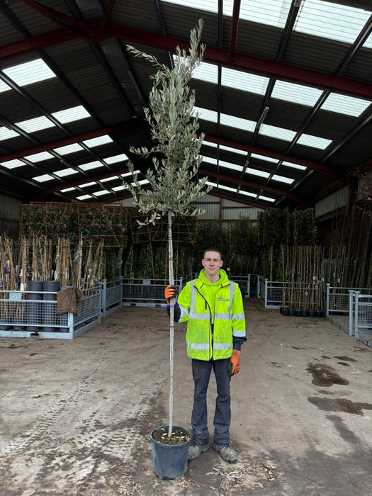 Quercus Ilex Full Standard 6-8cm Girth 20 Litre Pot