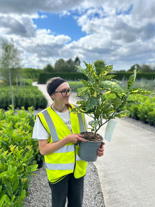 Aucuba Japonica Crotonifolia 4.5 Litre Pot