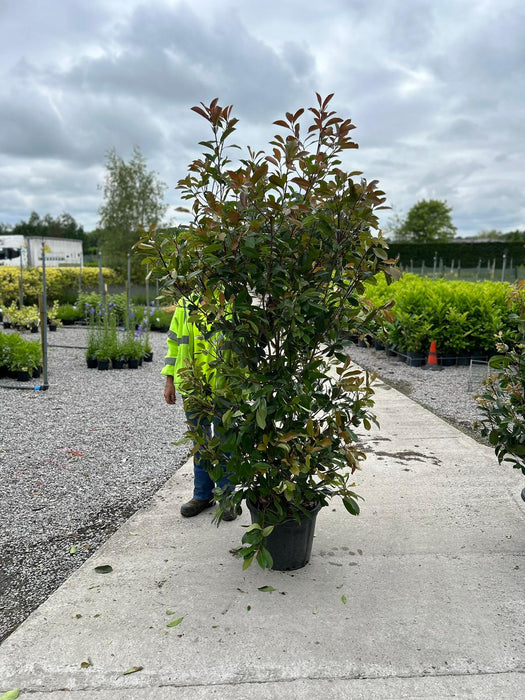 Photinia Red Robin 35 Litre Pot 160-180 cm