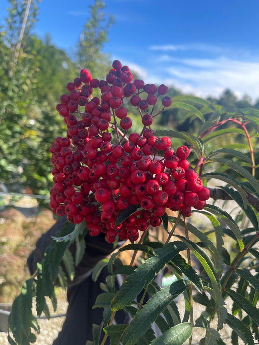 Sorbus Chinese Lace 30 Litre Pot