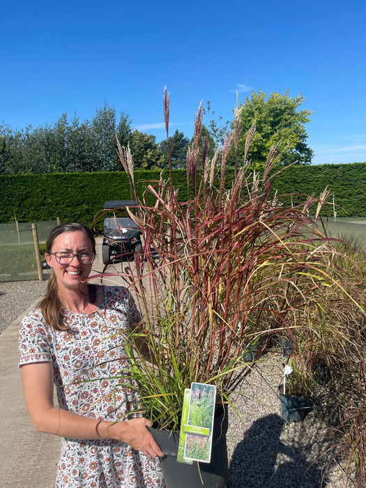 Miscanthus Ferner Osten Specimen Sized 12 Litre Pot