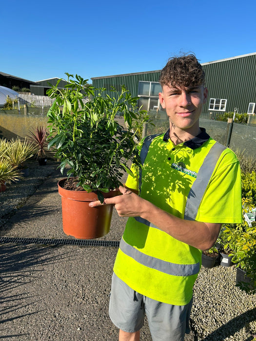 Choisya Ternata 5 Litre Pot Grown