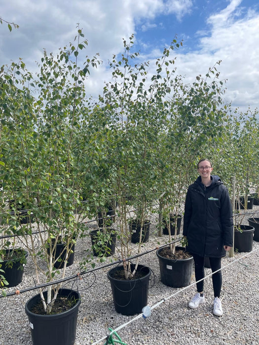 Betula Utilis Rootballed Multi Stem 250/300cm