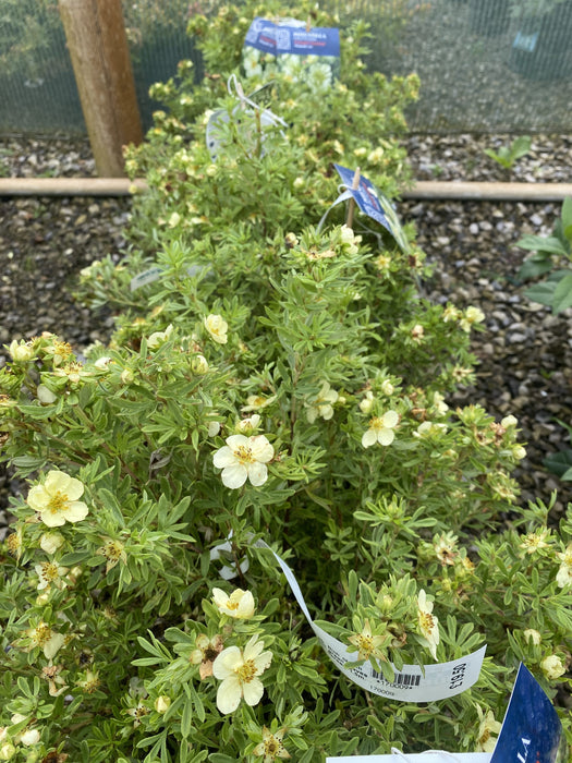 Potentilla fruticosa Creamissima 4.5 Litre Pot