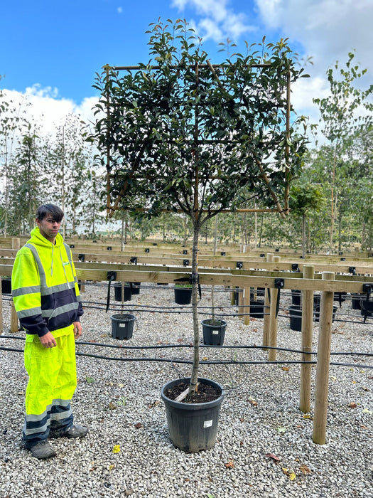 Photinia Red Robin 3/4 Std Pleached 65 Litre Pot 140/150cm Stem Head 120cm x 150cm