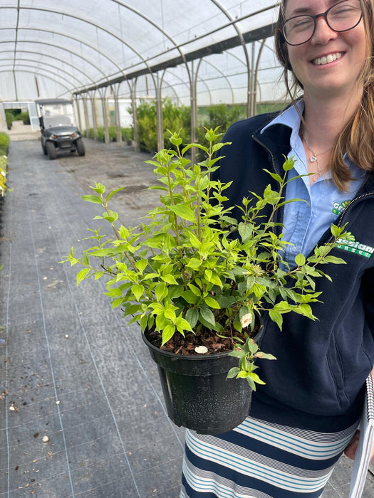 Philadelphus Manteau D'Hermine 3 Litre Pot