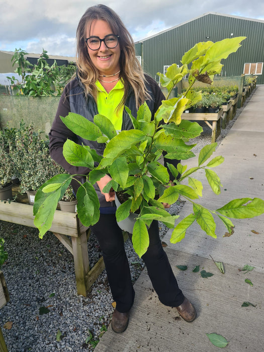 Magnolia Soulangeana 4 Litre Pot 60/80cm