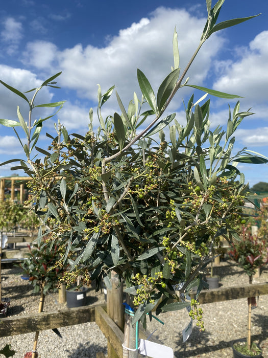 Olea Europea - Olive 1/2 Standard 7 Litre Pot 100 cm Stem