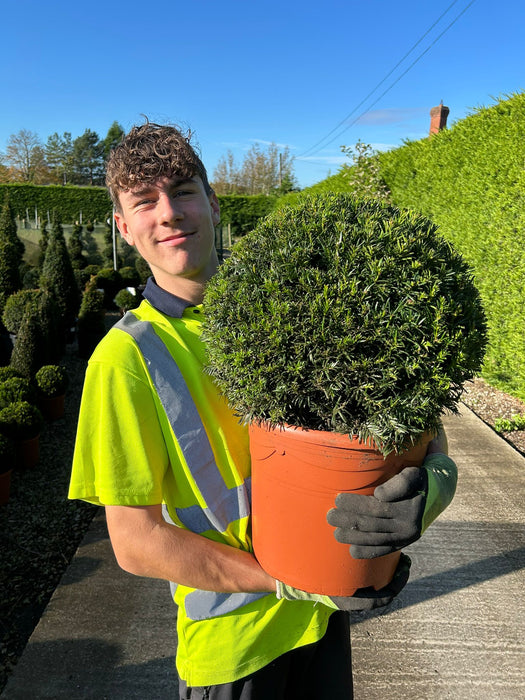 Yew Greenland Ball 40cm 12 Litre Pot