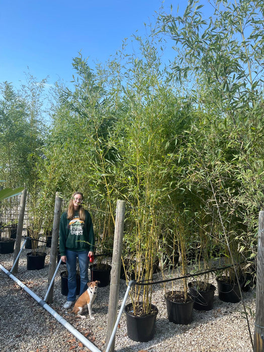 Bamboo Phyllostachys Aureosulcata Spectabilis 35 Litre Pot 3-3.5Metre