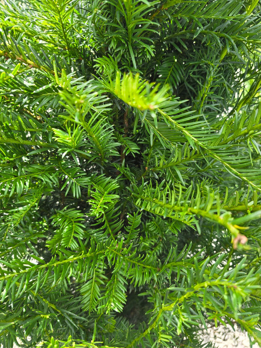 Yew Hedging  12 Litre Potted 80/100cm