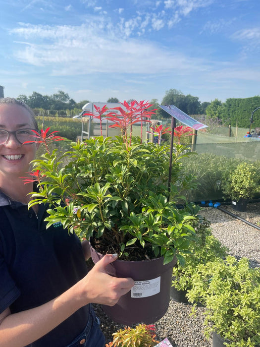 Pieris Japonica Passion 7.5 Litre Pot