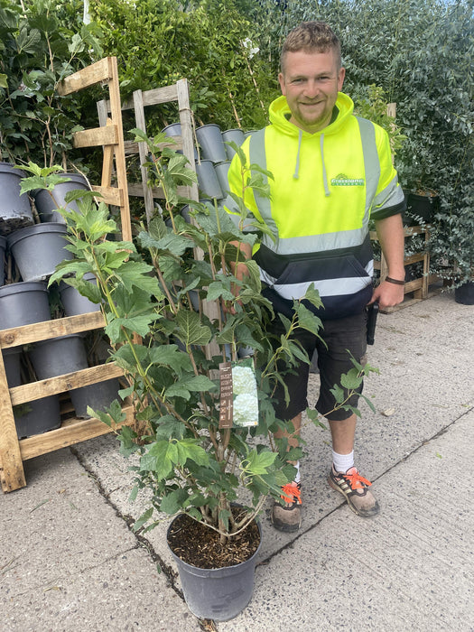 Viburnum opulus Roseum 10 Litre Pot