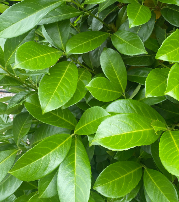 Cherry Laurel Hedging 9cm Pot