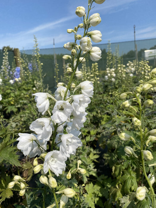 Delphinium Galahad 3 Litre Pot