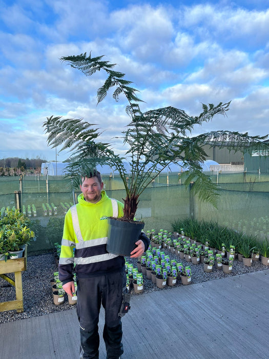 Tree Fern Dicksonia Antarctica 1 Foot Log April Delivery