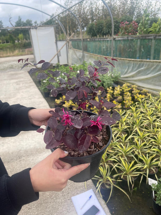 Loropetalum Plum Gorgeous 3 Litre Pot