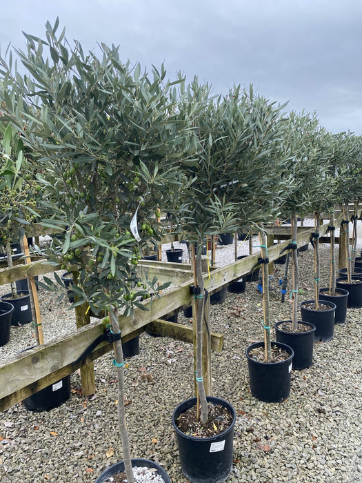 Olea Europea / Olive Tree Heavy 1/2 Standard 18 Litre Pot