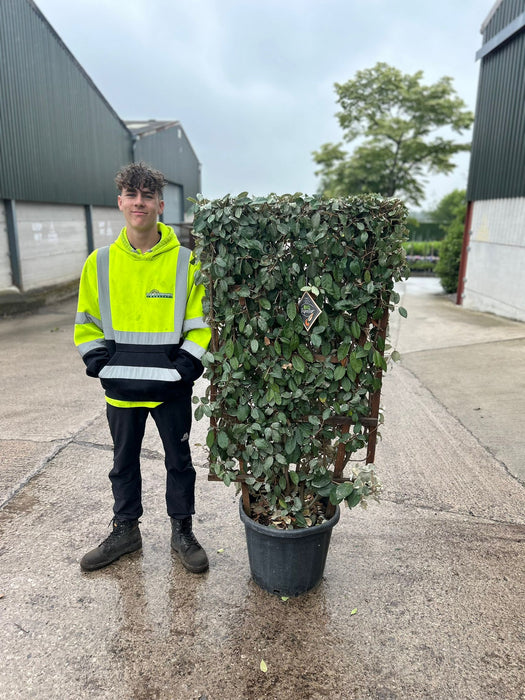 Elaeagnus x Ebbingei Pleached Wall Frame 30 Litre 120x70cm