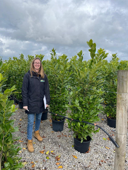 Cherry Laurel Hedging 20/30 Litre Pot 160/180cm