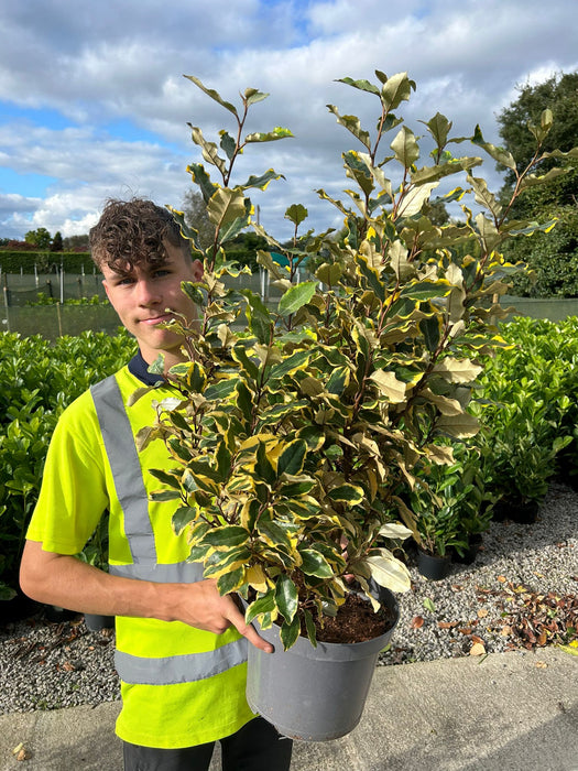 Elaeagnus x Vivileg 7.5 Litre Pot