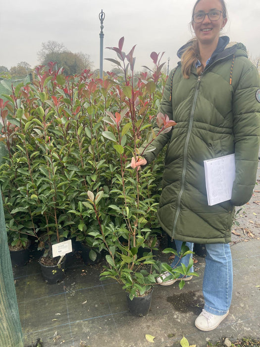 Photinia Red Robin 3.5 Litre Pot 100/120cm Tall