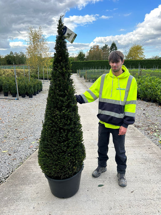 Yew Cone - Taxus Baccata 160-170cm