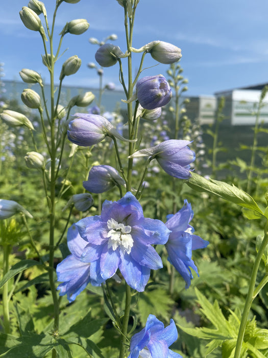 Delphinium Dark Blue White Bee 3 Litre Pot