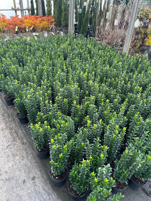 Euonymus japonicus Green Spire 2 Litre Pot