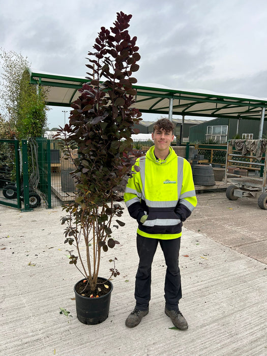 Cotinus cog. Royal Purple 20 Litre 190/200cm