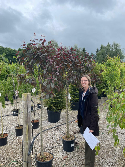 Malus Royalty Half Standard 15 Litre Pot