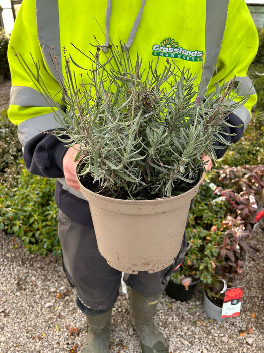 Lavender Angustifolia Hidcote 5 Litre Pot