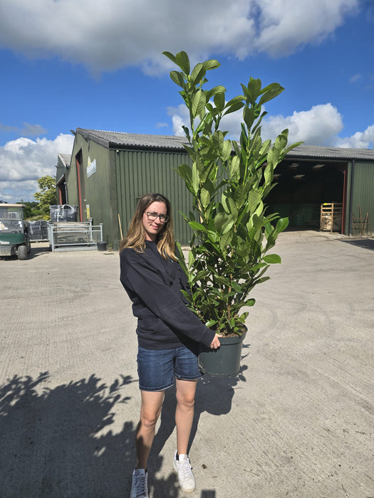 Laurel Hedging, Cherry Laurel Hedging 12 Litre Pot 125/150cm