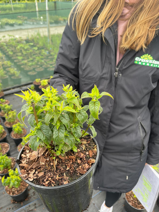 Monarda Cranberry Lace 3 Litre Pot