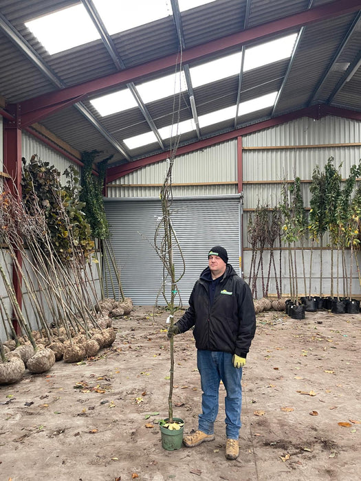 Plum Prunus Victoria Pot Grown Half Standard 8/10cm Girth