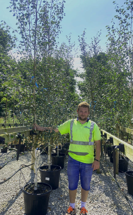 Betula Utilis Jacquemontii Rootballed 6/8cm Girth Delivery November