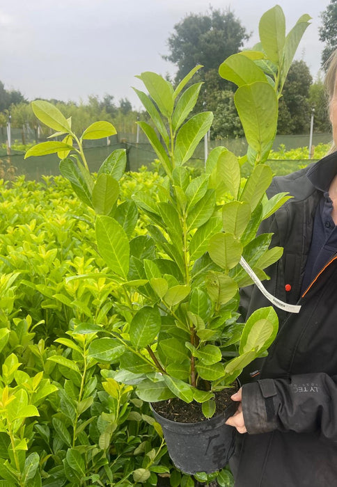 Laurel Hedging, Cherry Laurel 3 Litre 60/70cm