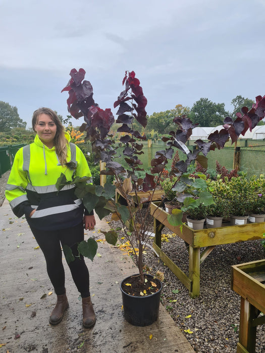 Cercis canadensis Ace Of Spades 20 Litre Pot 175/180cm Tall