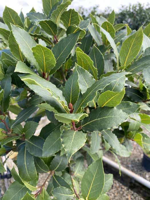 Laurus Nobilis 1/2 Standard  9 Litre Pot 80cm Stem