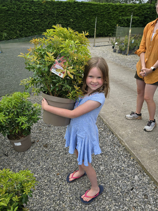 Pieris Japonica Valley Valentine 10 Litre Pot