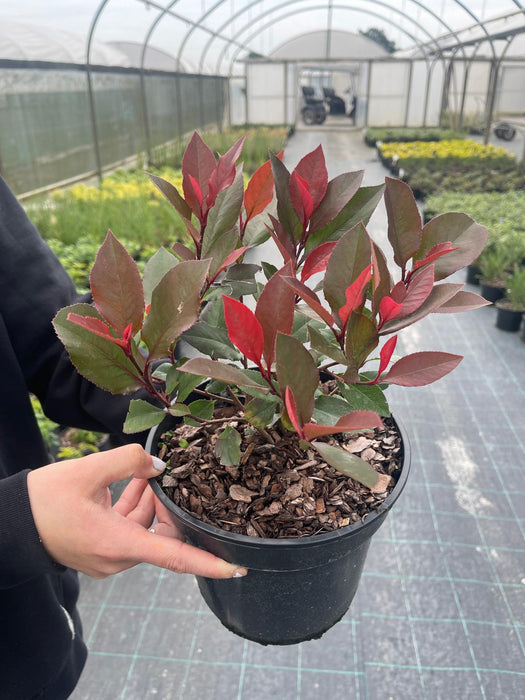 Photinia Little Red Robin 3 Litre Pot