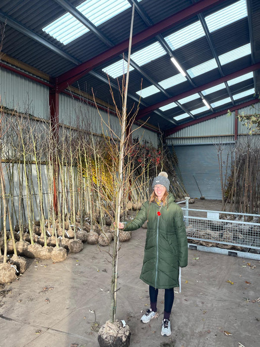 Liquidambar sty Worplesdon 8-10cm Girth Rootball 250/300cm