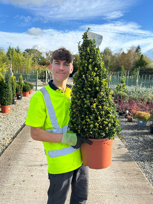 Ilex Crenata Caroline Cone 10 Litre Pot 70/80cm