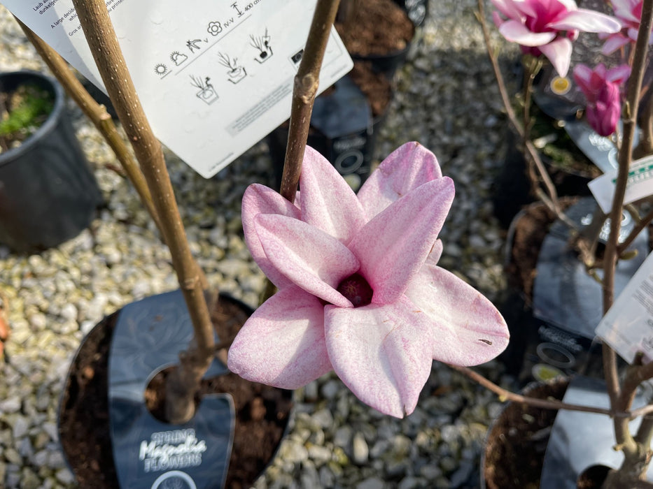 Magnolia Starburst 7.5 Litre Pot