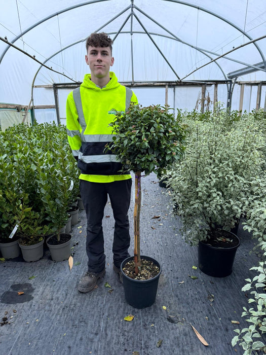 Viburnum Tinus Eve Price Half Standard 12 Litre Pot