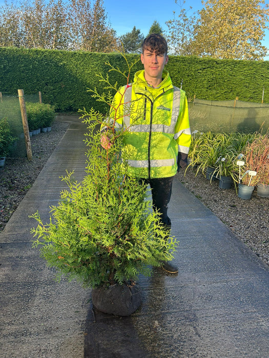 Thuja Brabant 125/150cm Root Ball