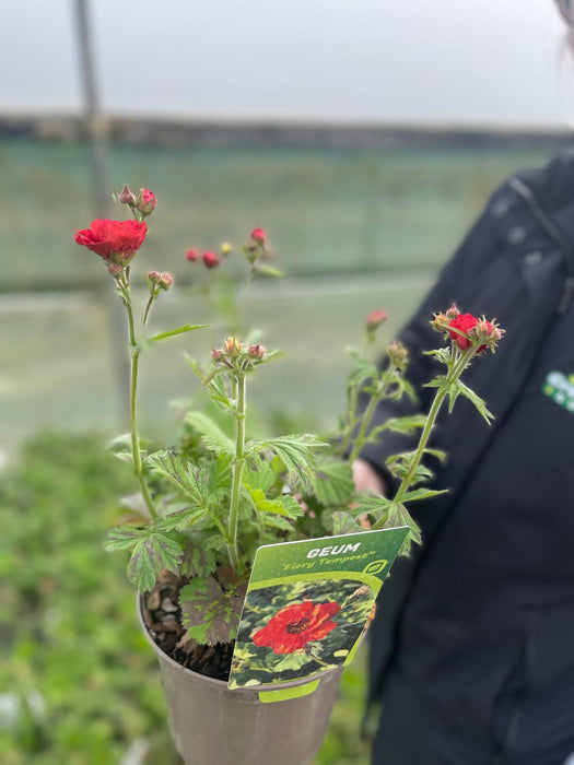 Geum Fiery Tempest 2 Litre Pot