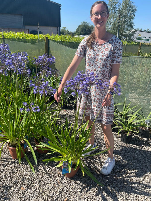 Agapanthus Sunfield 5 Litre Pot