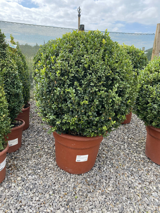 Buxus Ball 40/45cm