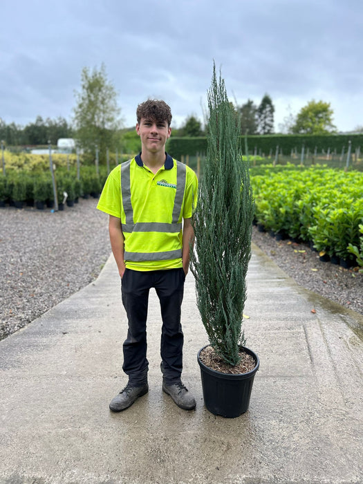 Juniperus Blue Arrow 25Litre Pot 150/175cm